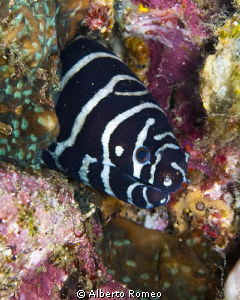 Portrait of a zebra moray eel (Gymnomuraena zebra). by Alberto Romeo 